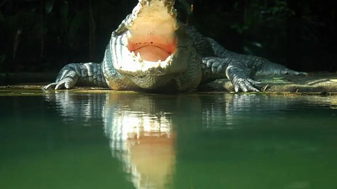 Caz halucinant în Indonezia. O fetiţă de 10 ani a fost înghiţită de un crocodil