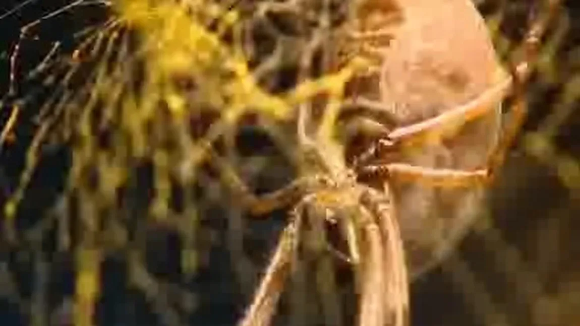UNICAT. O pelerină şi un şal ţesute de un milion de păianjeni au fost expuse la Londra VIDEO