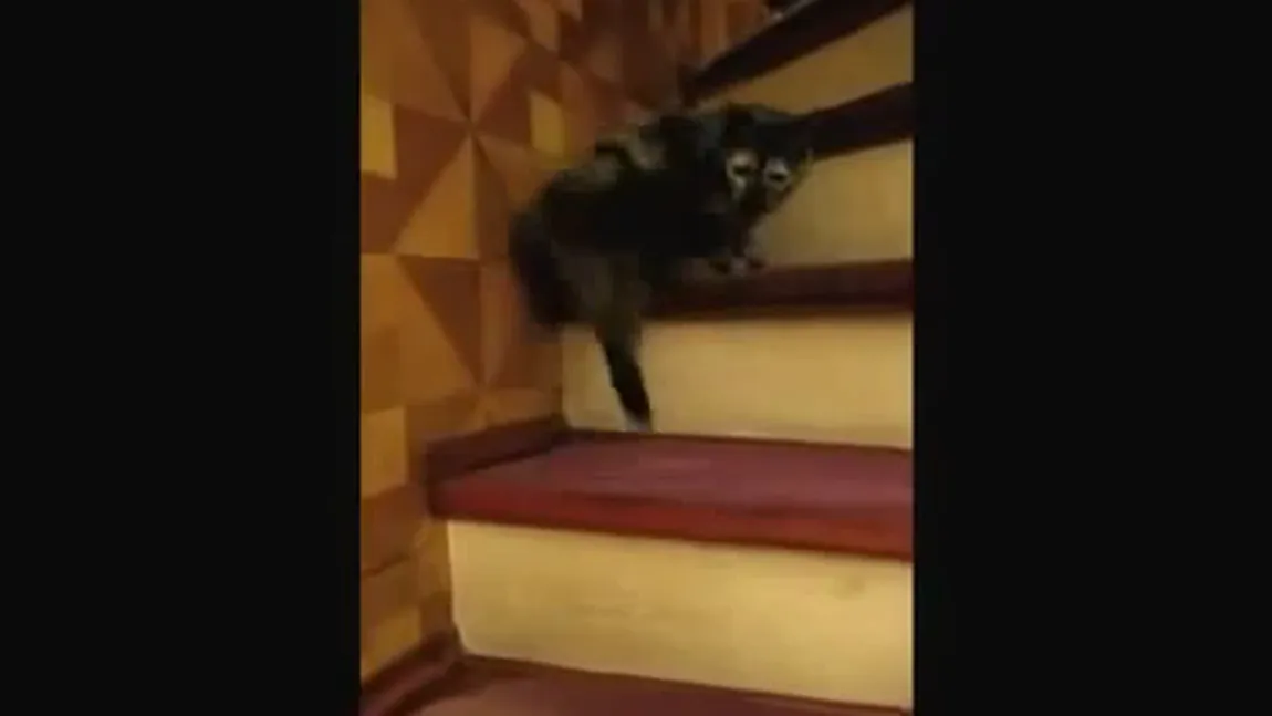 O pisică urcă scările în ritm de vals VIDEO