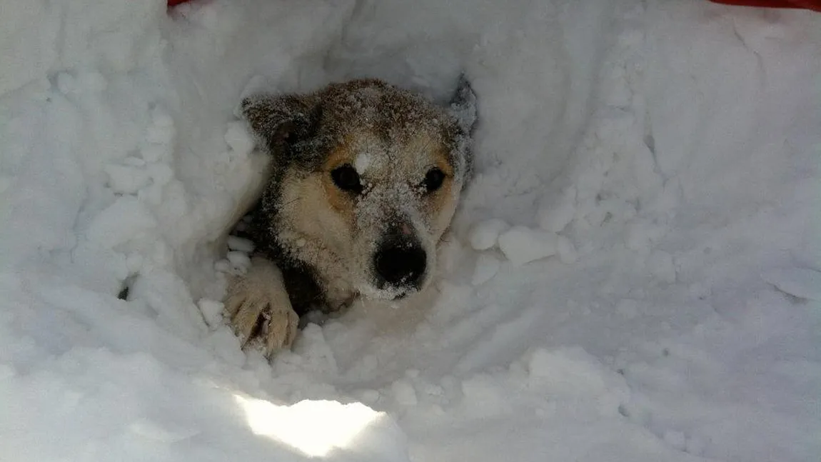 IMAGINI CUTREMURĂTOARE. Câinii din adăposturile de la Glina şi Lehliu, îngropaţi de vii în zăpadă