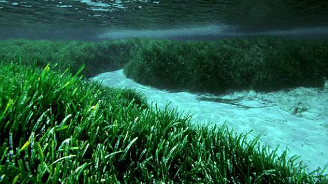 Cel mai bătrân organism viu din lume: O iarbă marină de sute de mii de ani