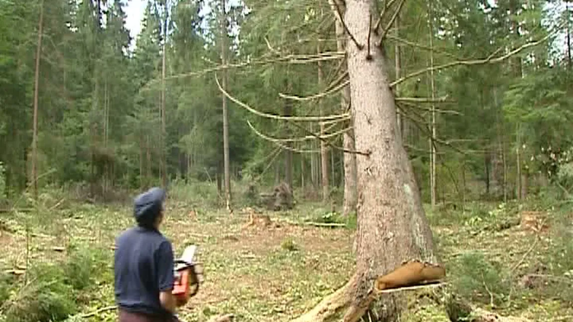 Ministerul Mediului combate tăierile ilegale de copaci din Harghita şi Mureş