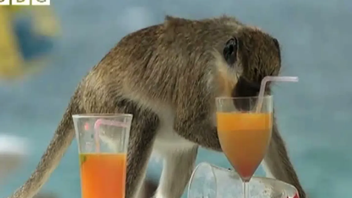 Maimuţe alcoolice. Şterpelesc paharele turiştilor şi le dau pe gât VIDEO