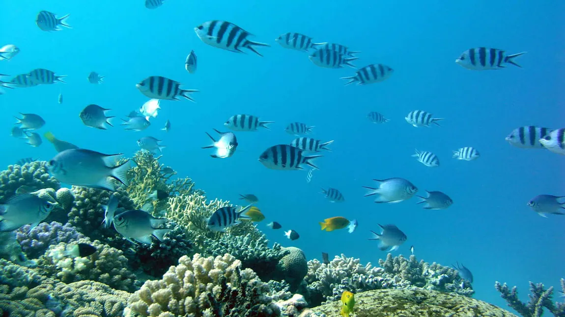 Turişti germani, morţi în submarin, în Marea Roşie