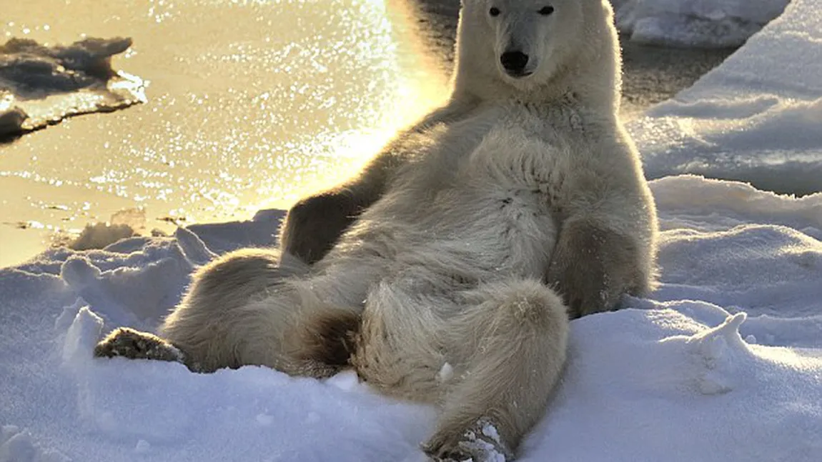 Cum se relaxează un urs polar FOTO