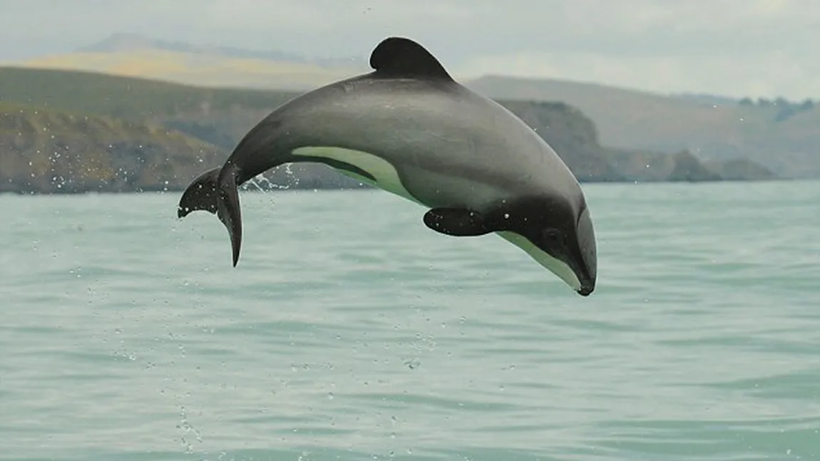 Cel mai mic şi mai rar delfin din lume, pe cale de dispariţie
