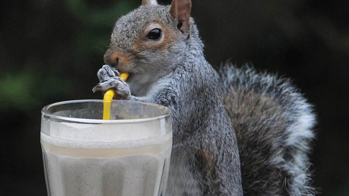 O veveriţă pofticioasă a învăţat să bea cu paiul FOTO