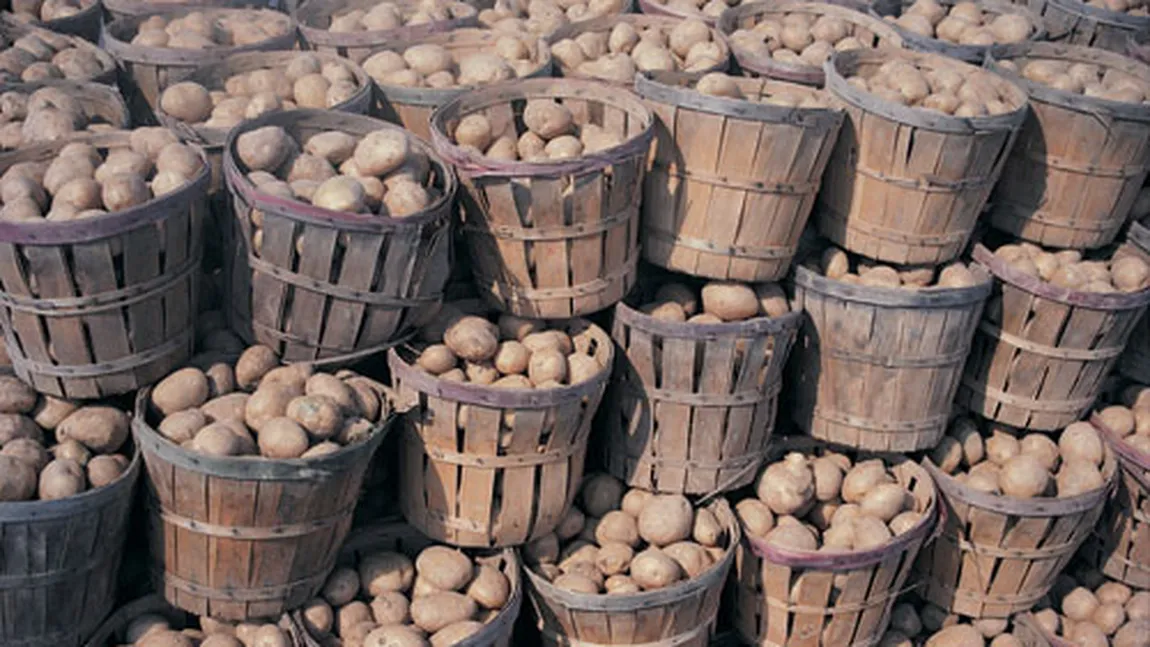 Cartofii româneşti putrezesc în beciuri din cauza importurilor masive VIDEO