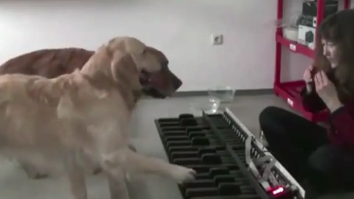 Doi câini cântă la pian 