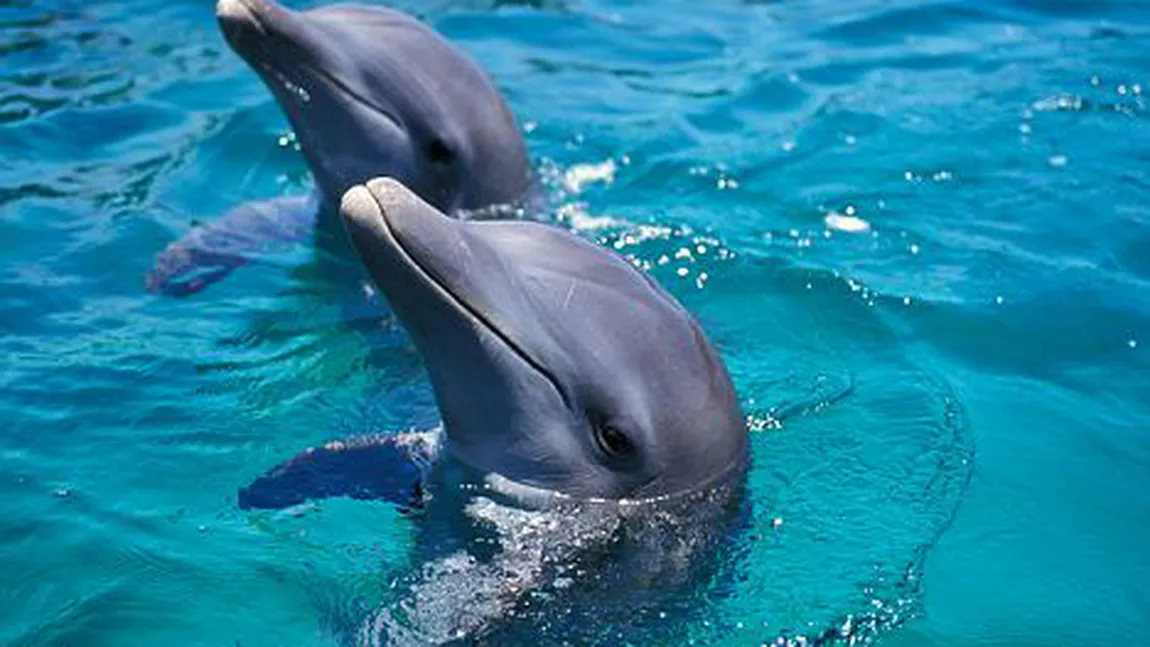 Viaţa ascunsă a delfinilor: Umblă în găşti, sunt infideli şi pot fi homosexuali