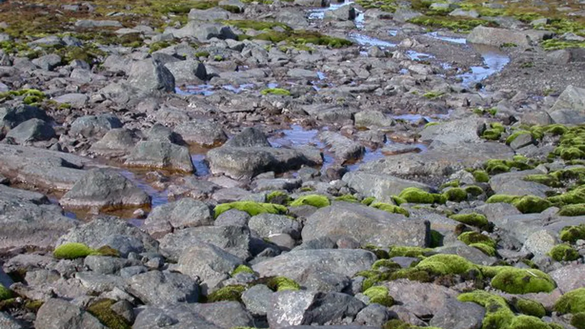 Antarctica, în pericol să fie contaminată cu plante de pe alte continente