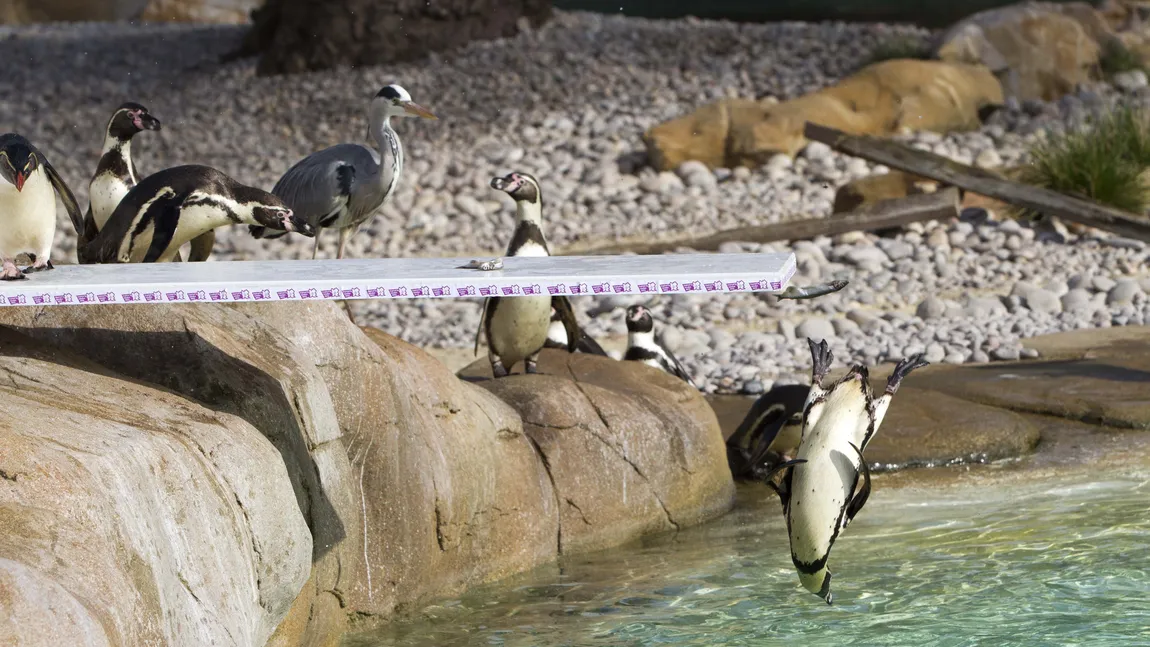 Piguinii olimpici: Păsările de la Zoo Londra se bucură de o nouă trambulină pentru piscină FOTO