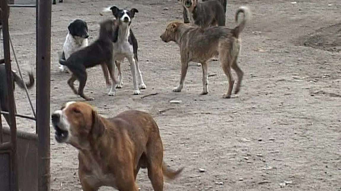 1.300 de bucureşteni au fost muşcaţi de maidanezi în doar câteva săptămâni VIDEO