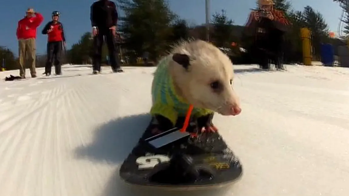 Ratatouille, oposumul care face snowboard VIDEO
