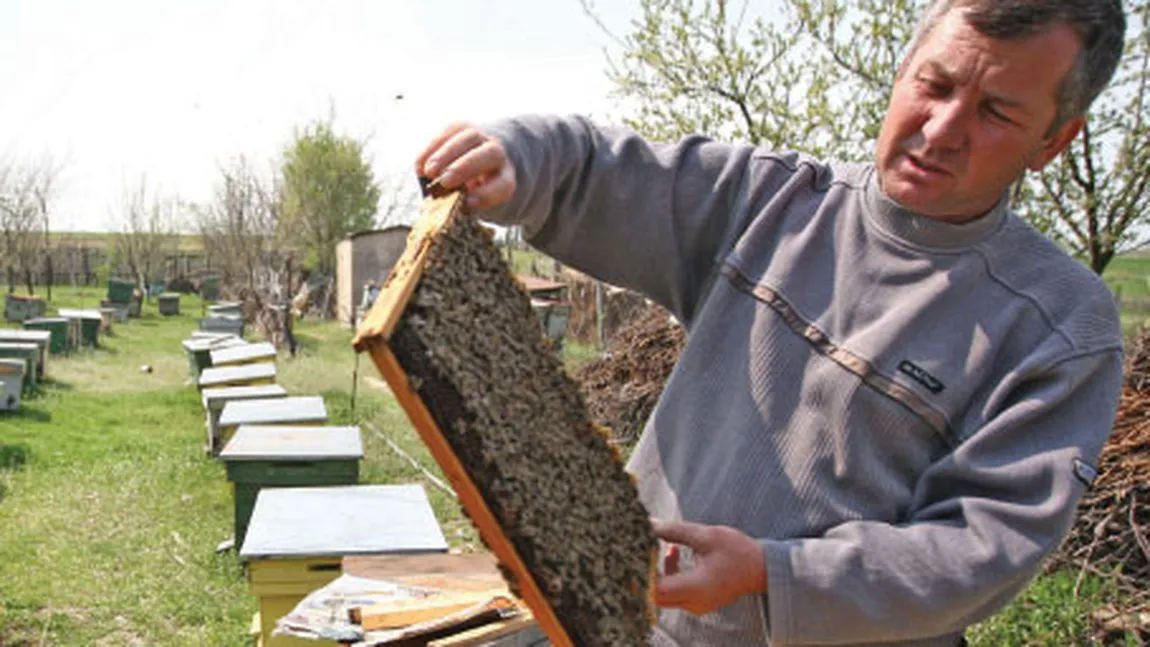 România, pe locul şapte în UE la numărul de familii de albine. Vezi ce producţie anuală avem