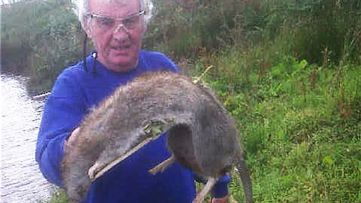 Un şobolan gigantic, de peste un metru lungime, omorât de un bătrân din Anglia FOTO
