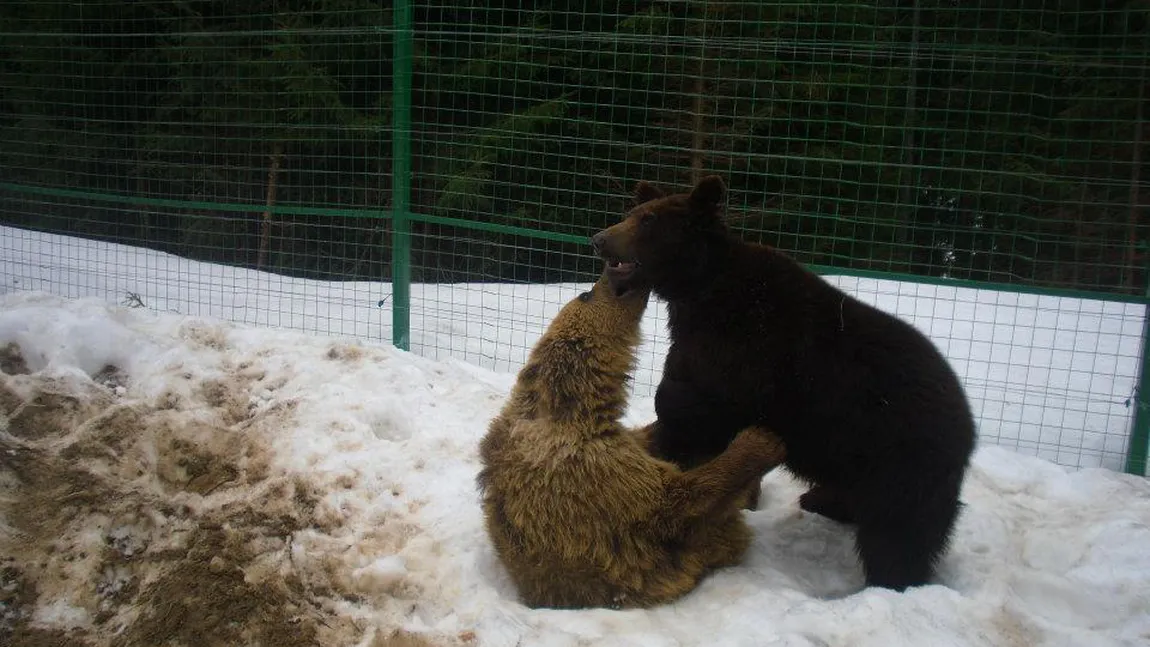 Potap, ursul salvat de Vier Pfoten, se bucură de viaţă într-o rezervaţie din Ucraina FOTO