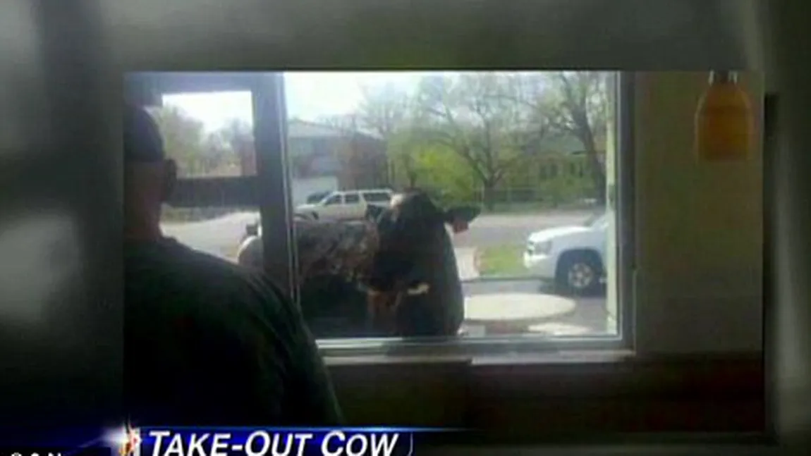 O vacă a evadat de la fermă pentru a se duce la fast-food FOTO