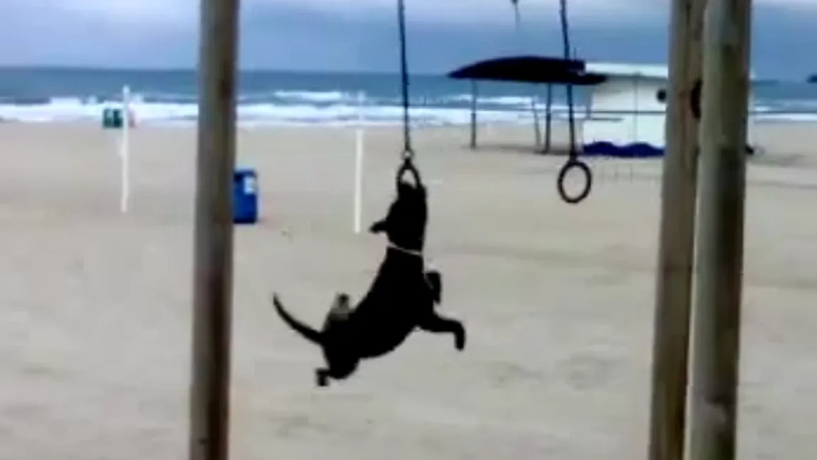 Câinele gimnast: Un patruped face spectacol la inele VIDEO