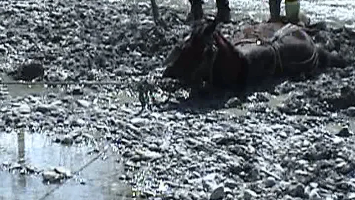 Pompierii din Câmpina au salvat un cal de la moarte VIDEO