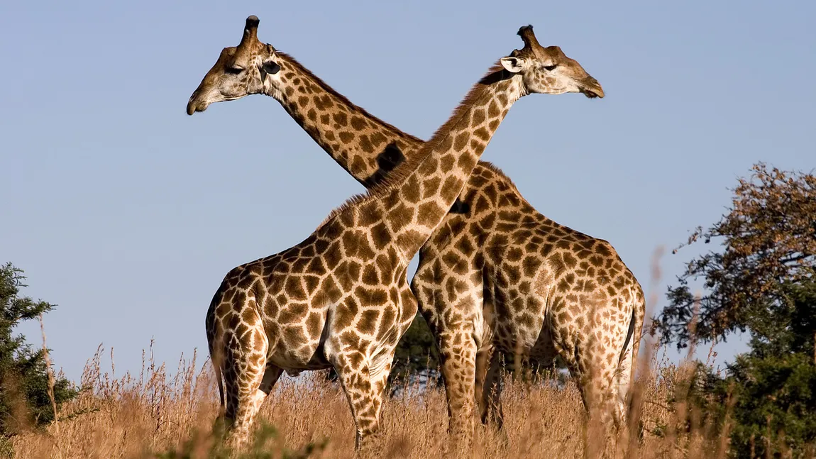 Vârsta girafelor poate fi aflată din culoarea petelor de pe blană