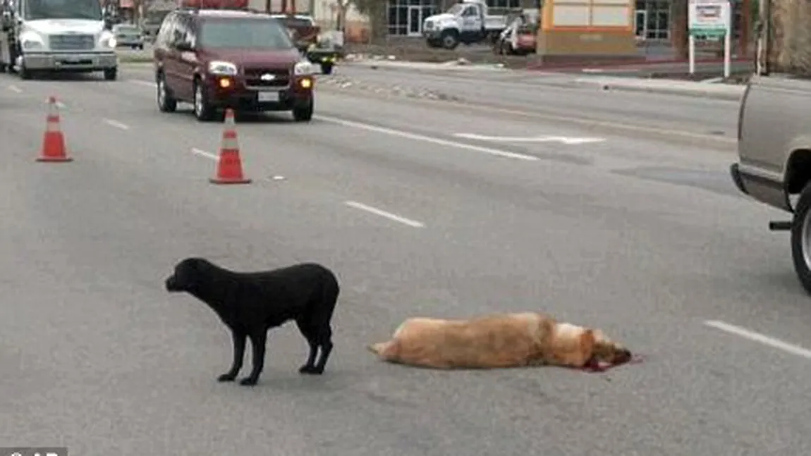 Emoţionant. Un câine refuză să-şi părăsească prietenul, ucis de o maşină în trafic VIDEO