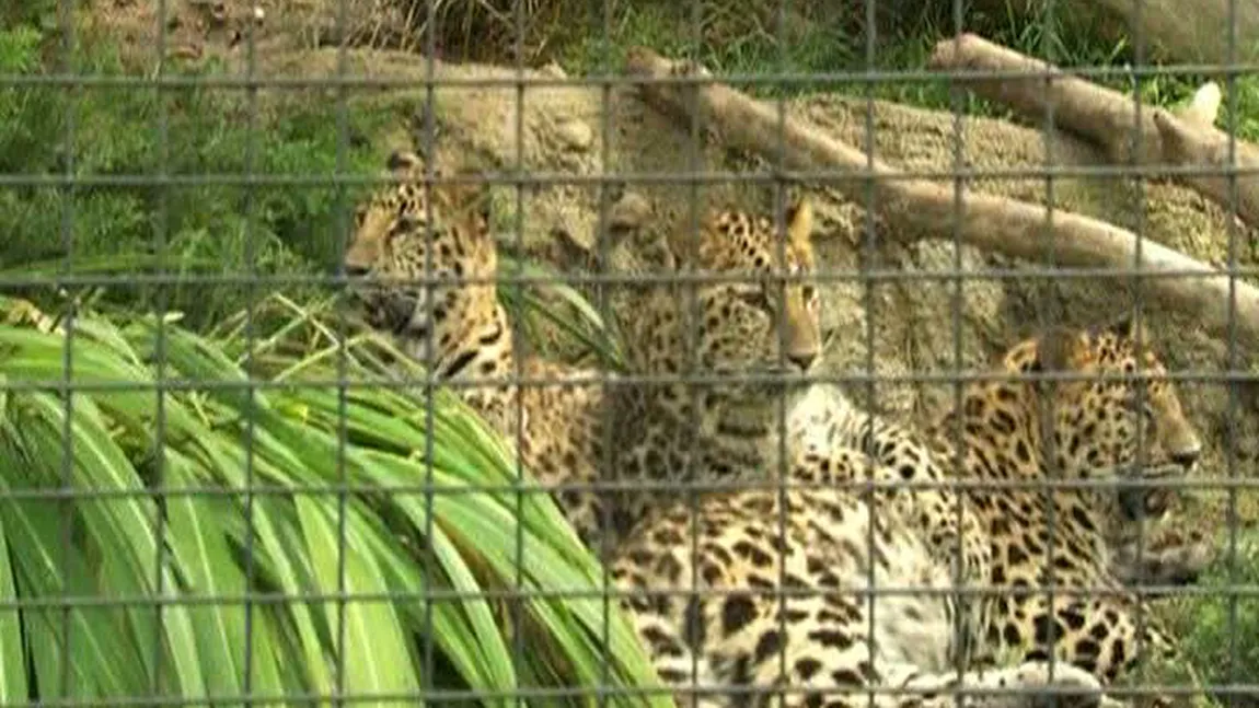 Trei pui de leopard Amur, atracţia unei grădini zoologice din SUA VIDEO