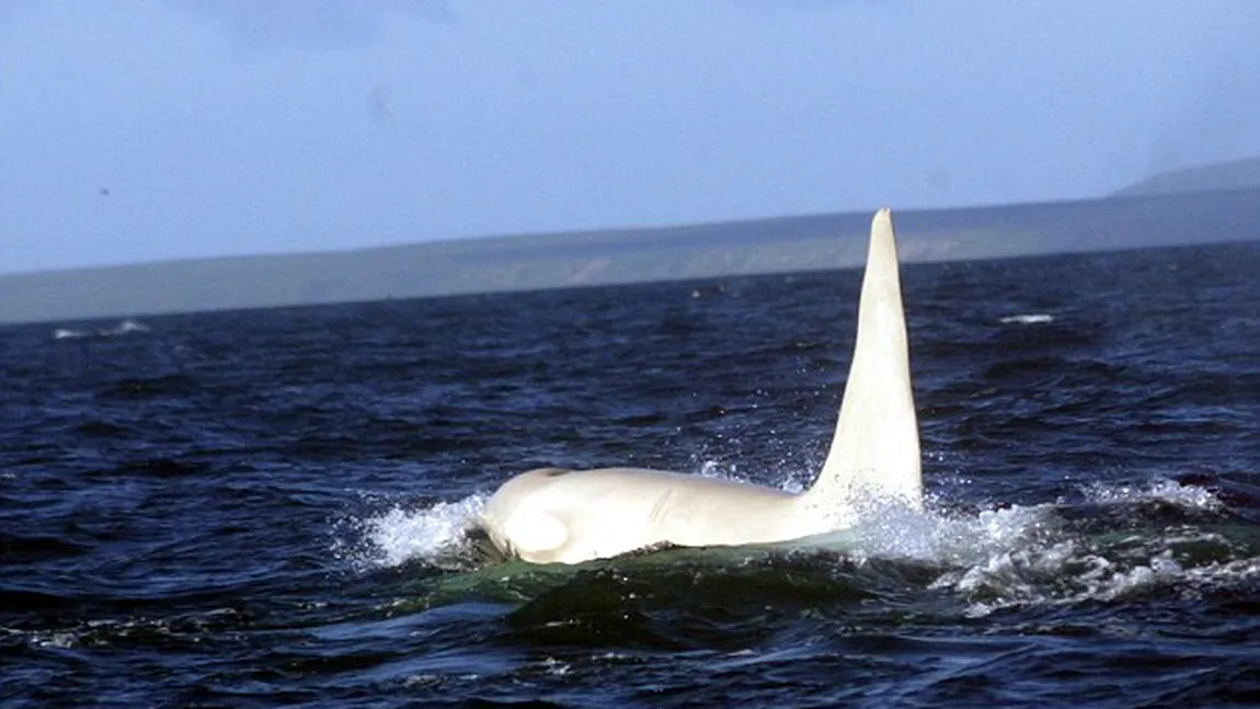 Prima balenă ucigaşă albinoasă, descoperită în nordul Pacificului VIDEO