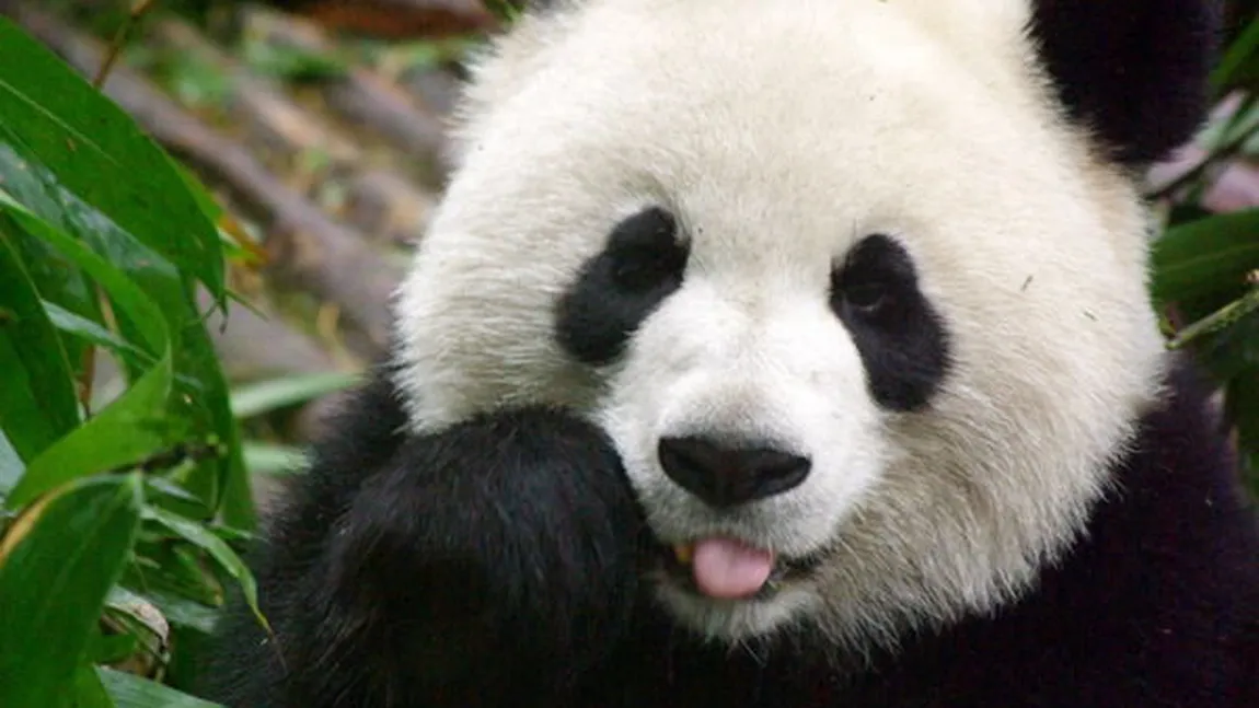 Întâmpinare regală pentru doi panda, la o grădină zoologică din China VIDEO