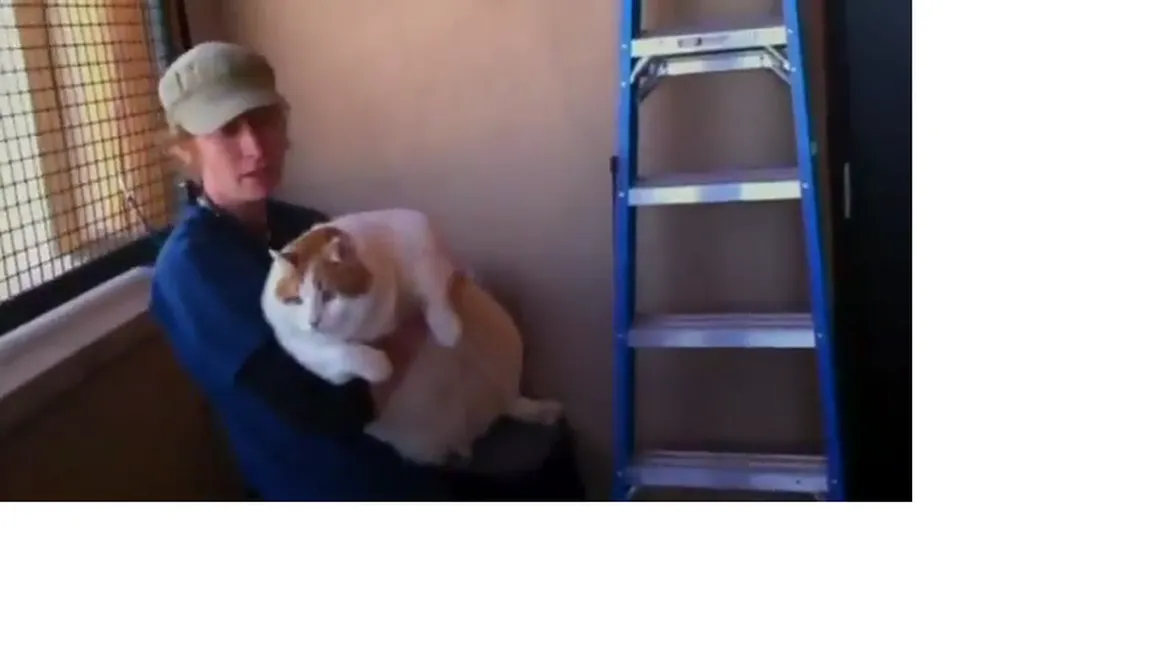 Povestea lui Miau, felina de 18 kg pusă la dietă VIDEO