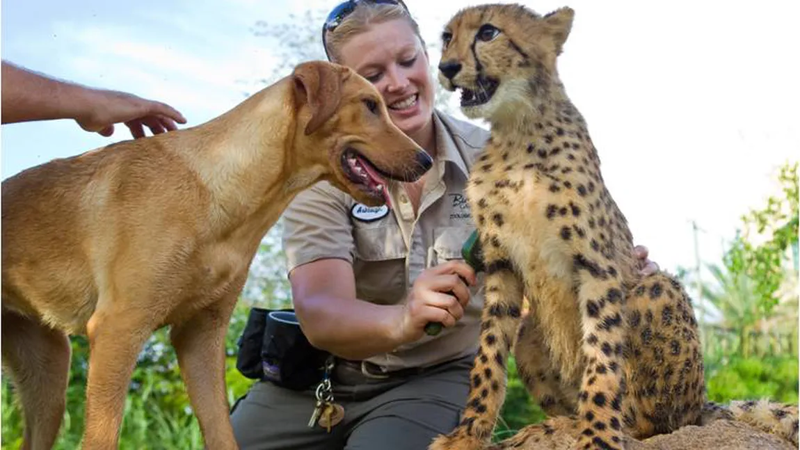 O prietenie deosebită: Un ghepard, nedespărţit de un căţel VIDEO