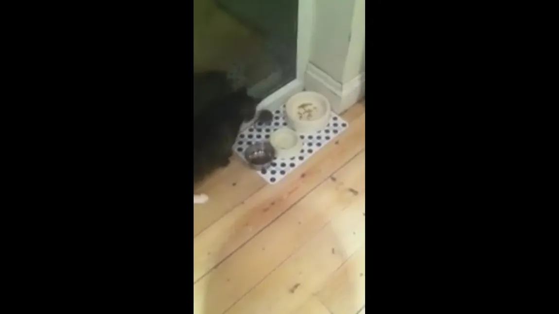 INCREDIBIL! Un şoarece pune pe fugă o pisică VIDEO