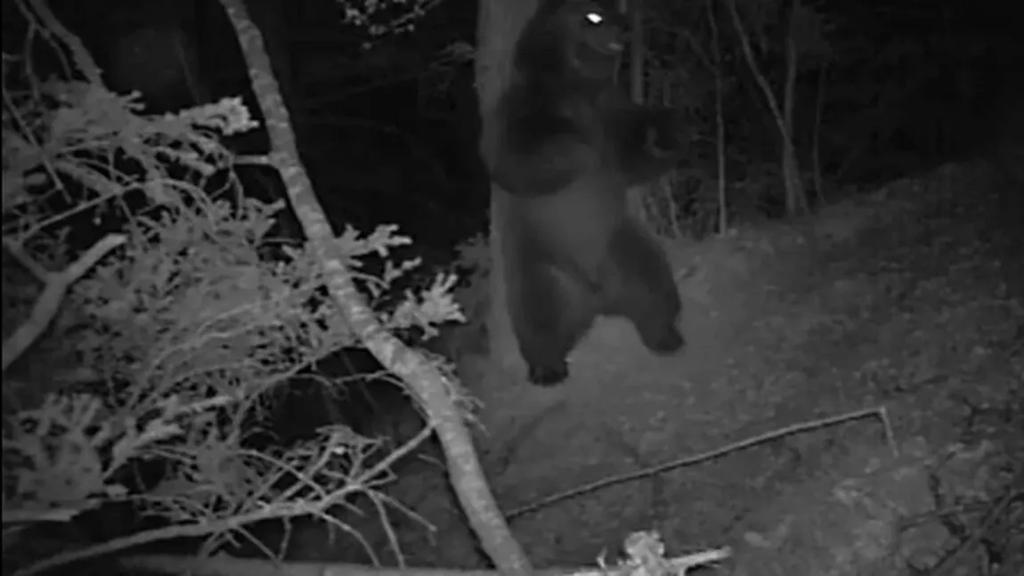 Ce face ursul noaptea, în pădure? VIDEO