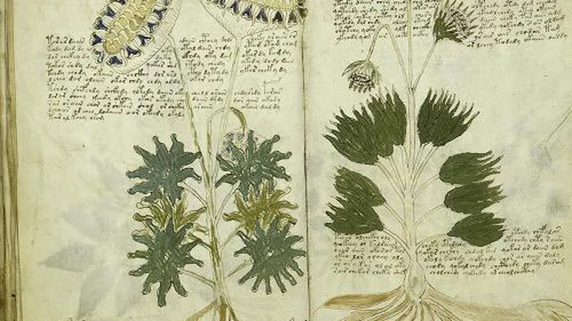 Mari mistere neelucidate ale lumii: Manuscrisul lui Voynich, scris într-o limbă indescifrabilă