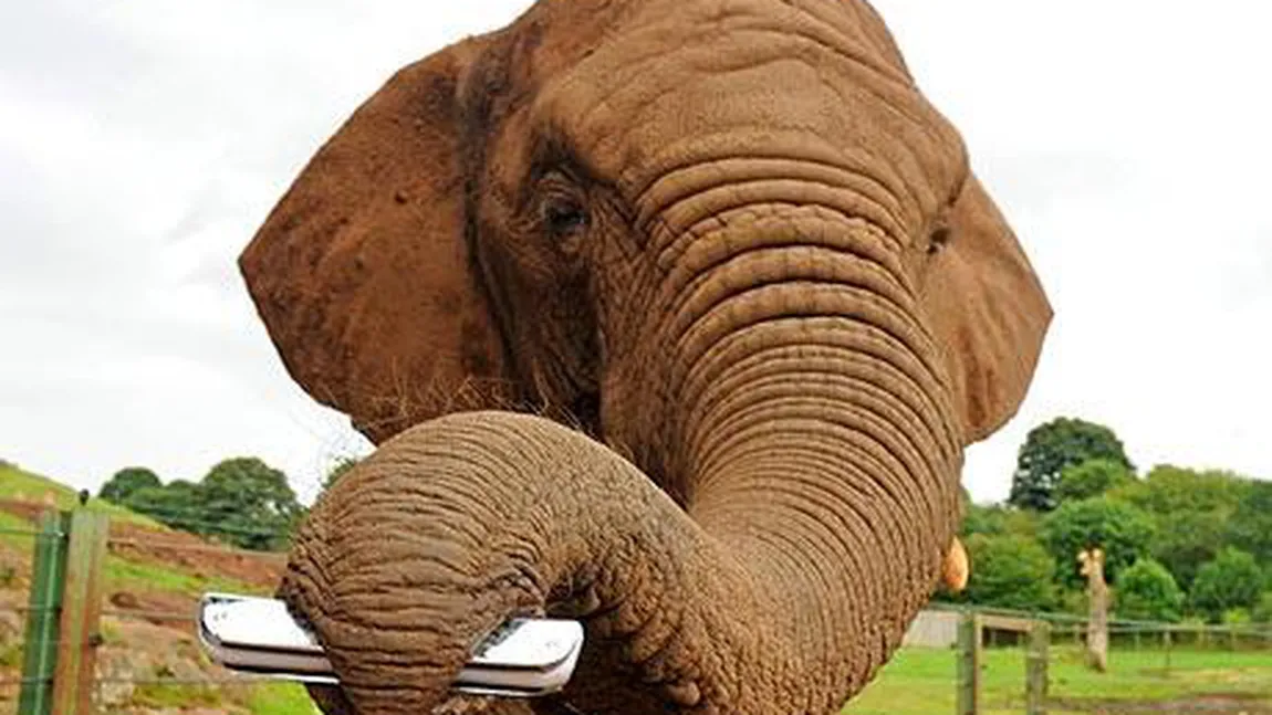 Un elefant a învăţat să cânte la muzicuţă VIDEO