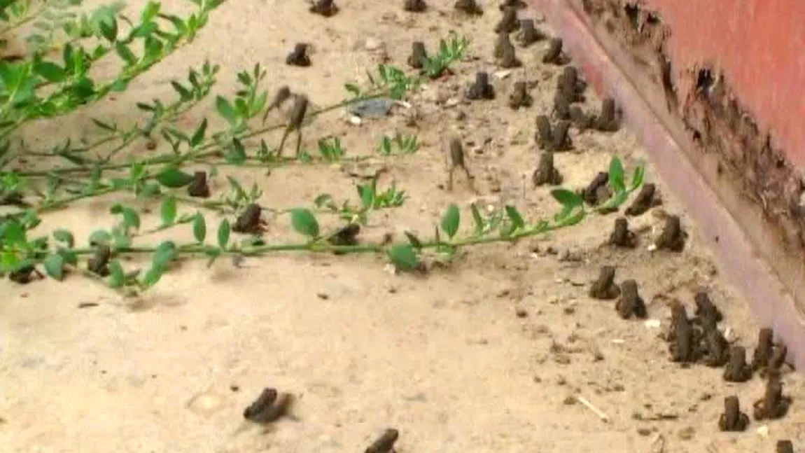 Invazie de broaşte în Tulcea VIDEO