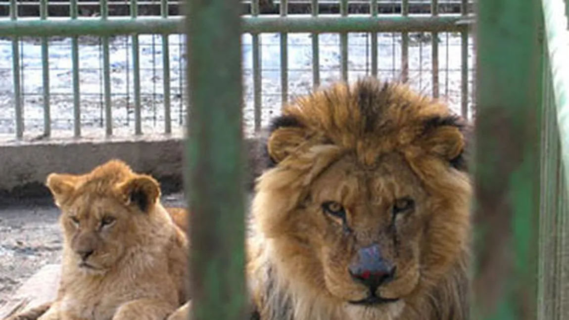 Vizitator atacat de leu la Grădina Zoologică din Braşov