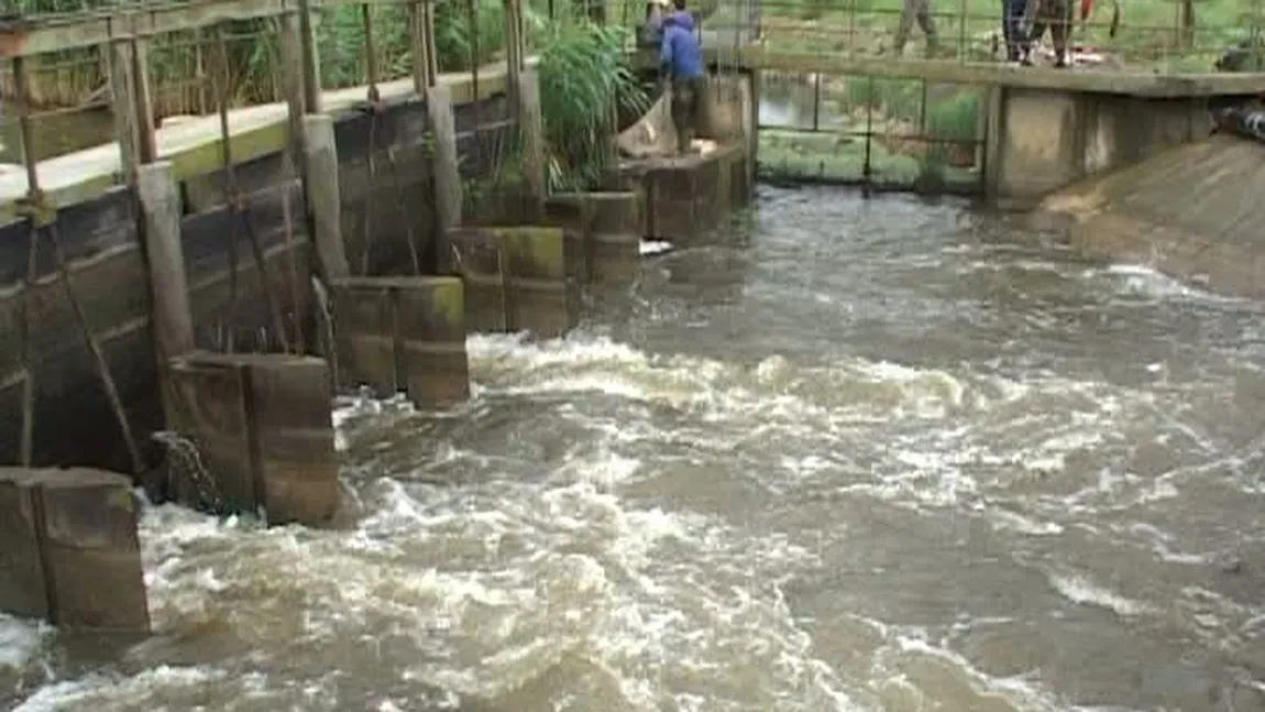 Spectacol pe râurile din Tulcea: Mii de peşti migrează în amonte VIDEO