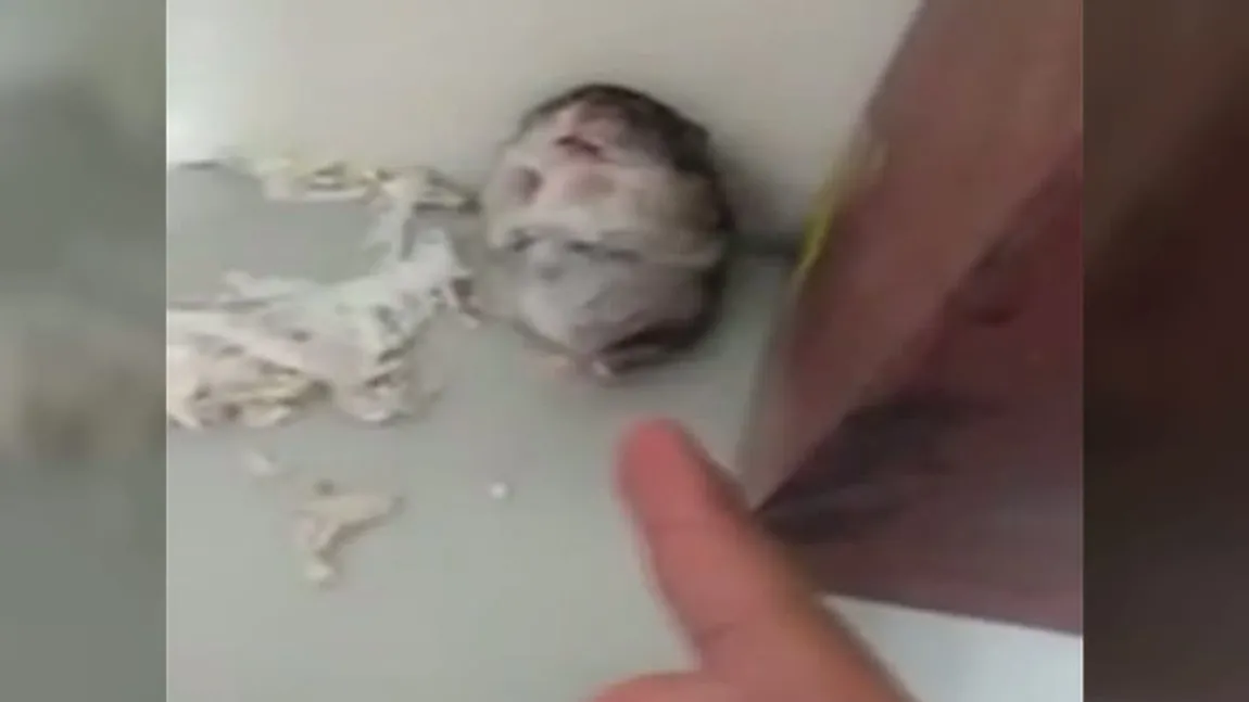 Un hamster de Oscar VIDEO INCREDIBIL