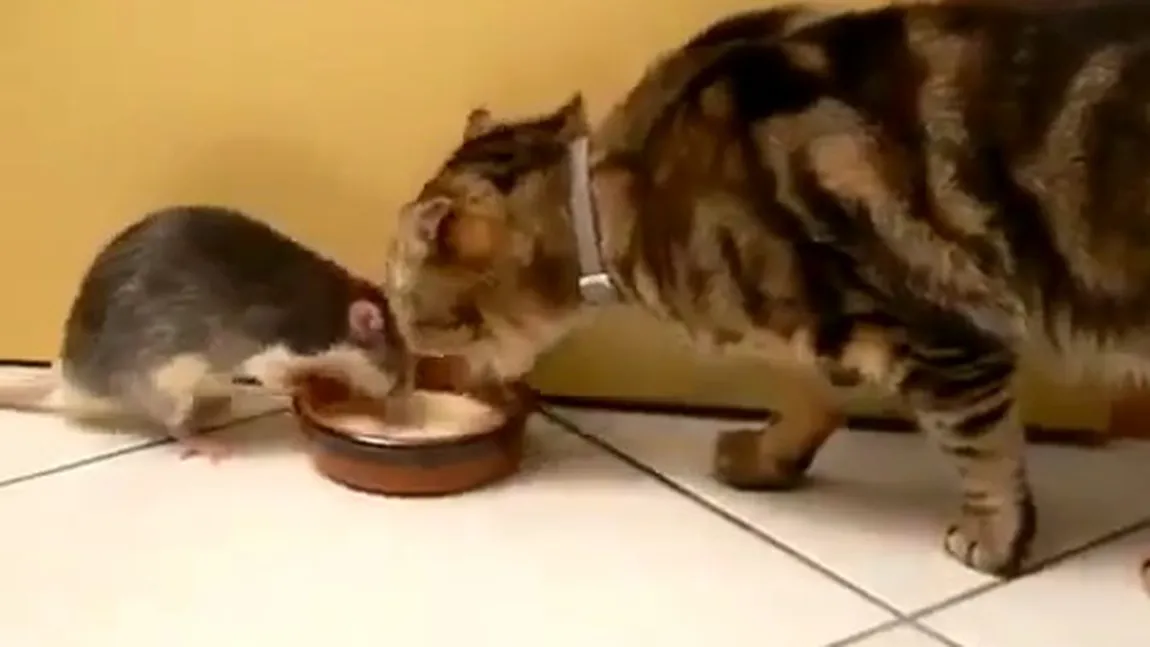 Tom şi Jerry sunt mici copii! Cum se luptă un şoricel şi o pisică pentru un bol cu lapte VIDEO