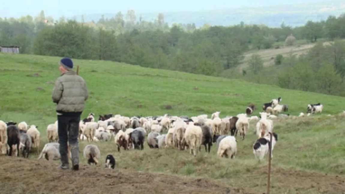 Un cioban a ajuns la spital după ce un câine l-a muşcat de organele genitale