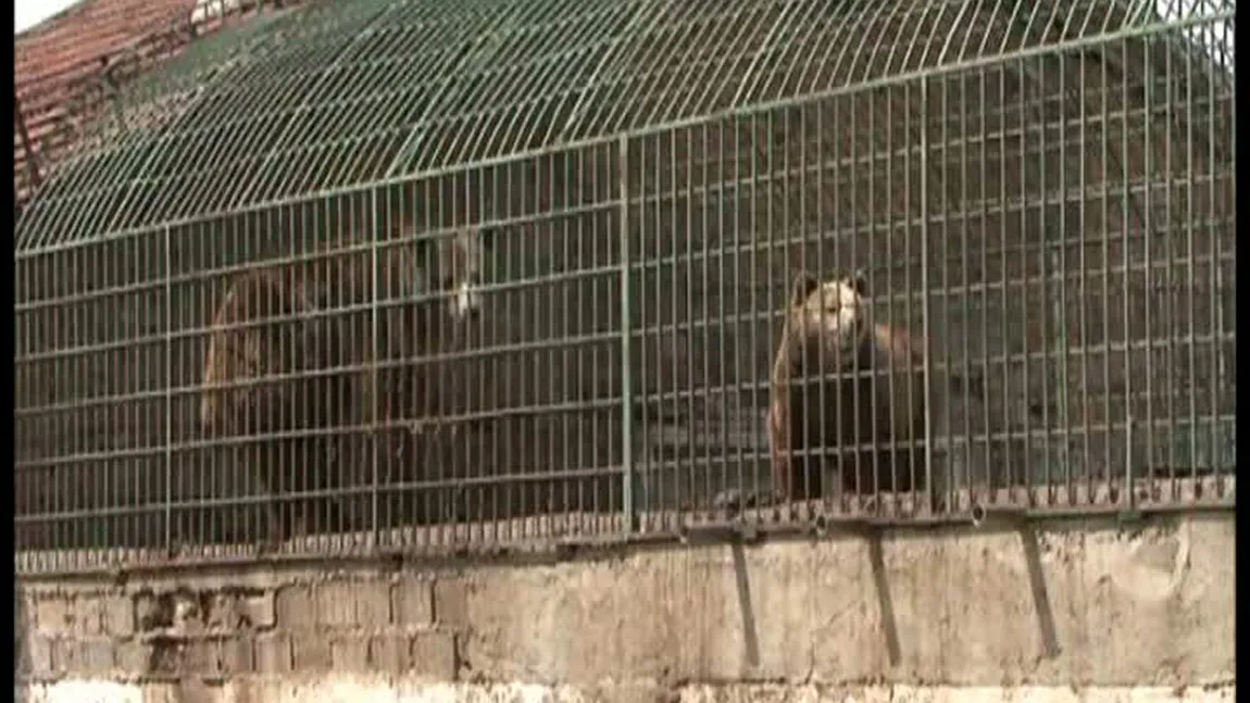 Urşi ţinuţi în captivitate la o fabrică de pâine VIDEO