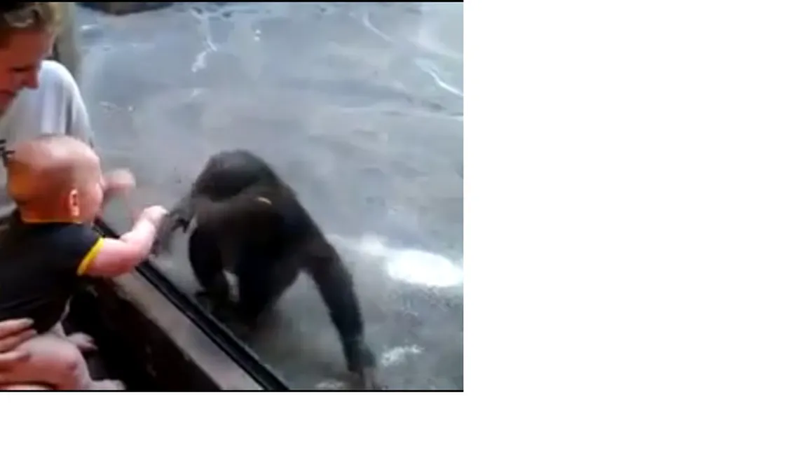 Distracţie la zoo! VIDEO AMUZANT cu un bebeluş care se joacă cu un cimpanzeu