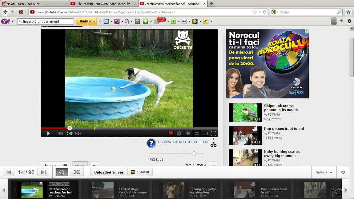 Cum scot doi câini o minge dintr-o piscină VIDEO AMUZANT
