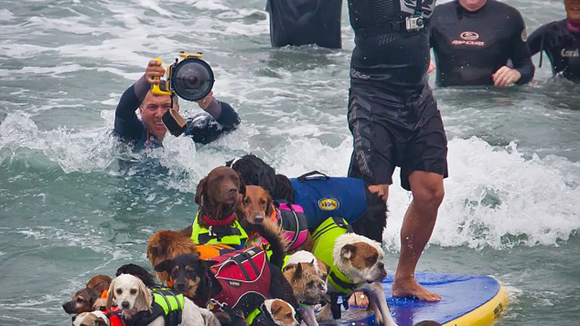 Au bătut recordul mondial la cei mai mulţi căţei pe o placă de surf! GALERIE FOTO