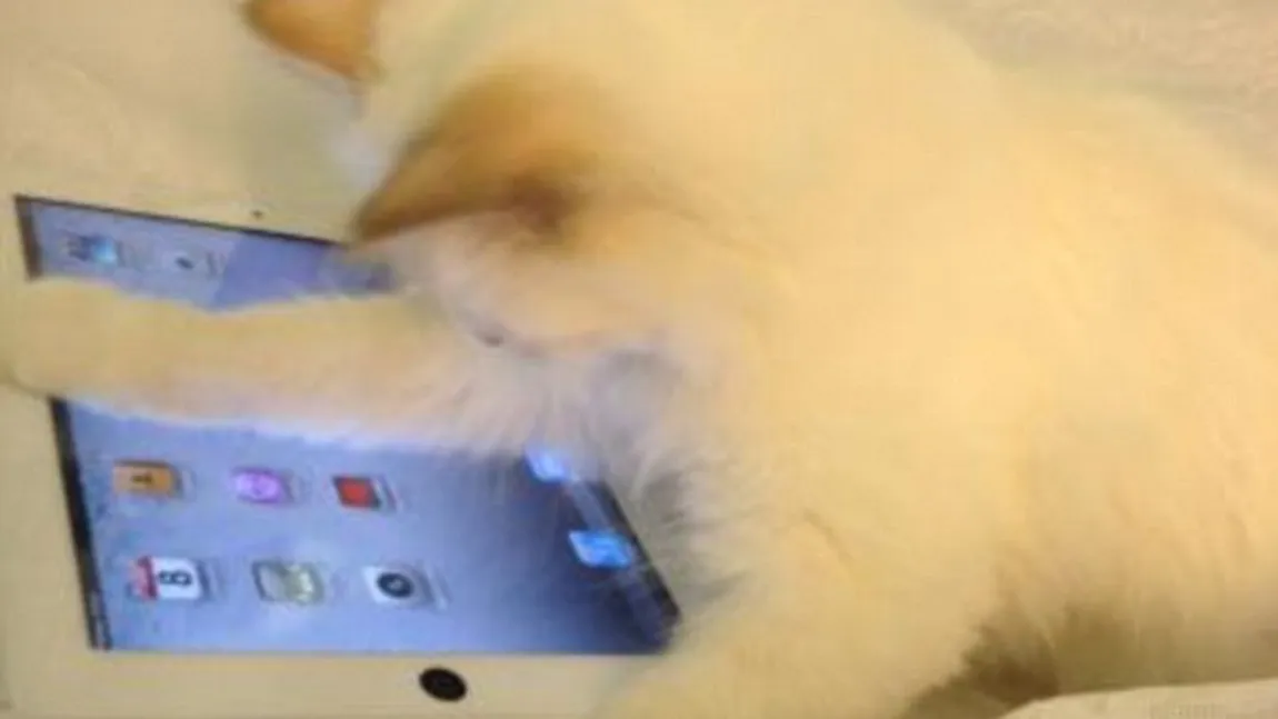Karl Lagerfeld, NEBUN după feline. Pisica designerului are iPad şi două menajere