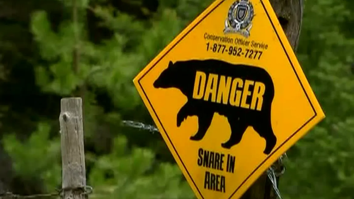 Un criminal din Canada a fost mâncat de urs VIDEO