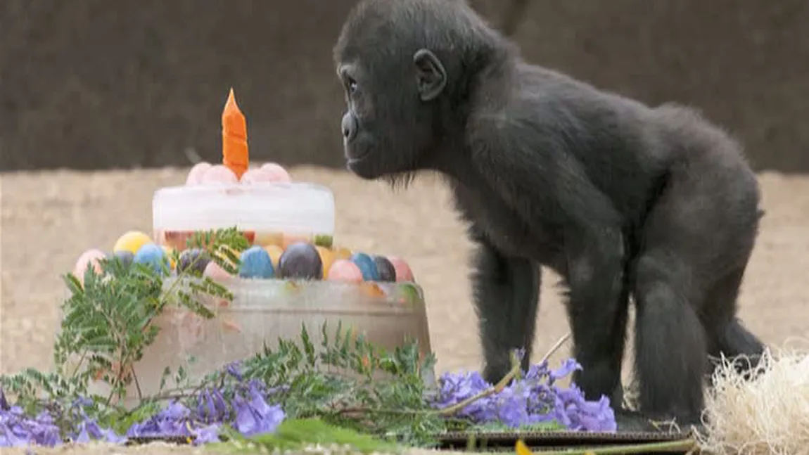 Pui de gorila, sărbătorit ca-n poveşti trei zile VIDEO