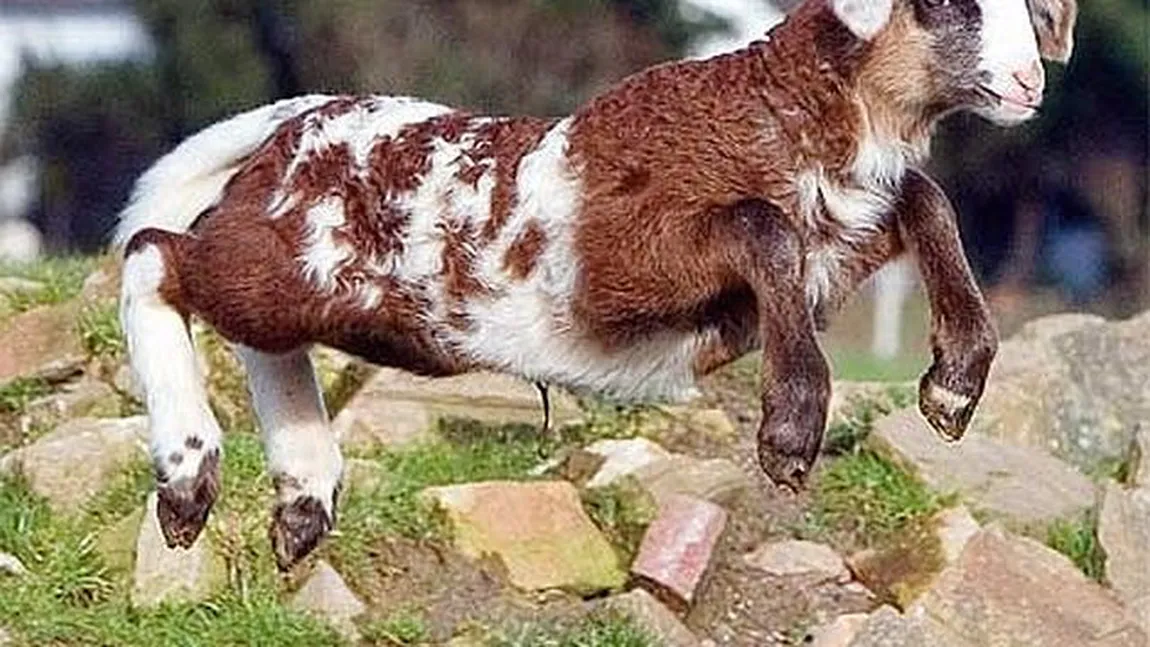 Cele mai tari animale hibrid, de la ligru la ursul grolar GALERIE FOTO