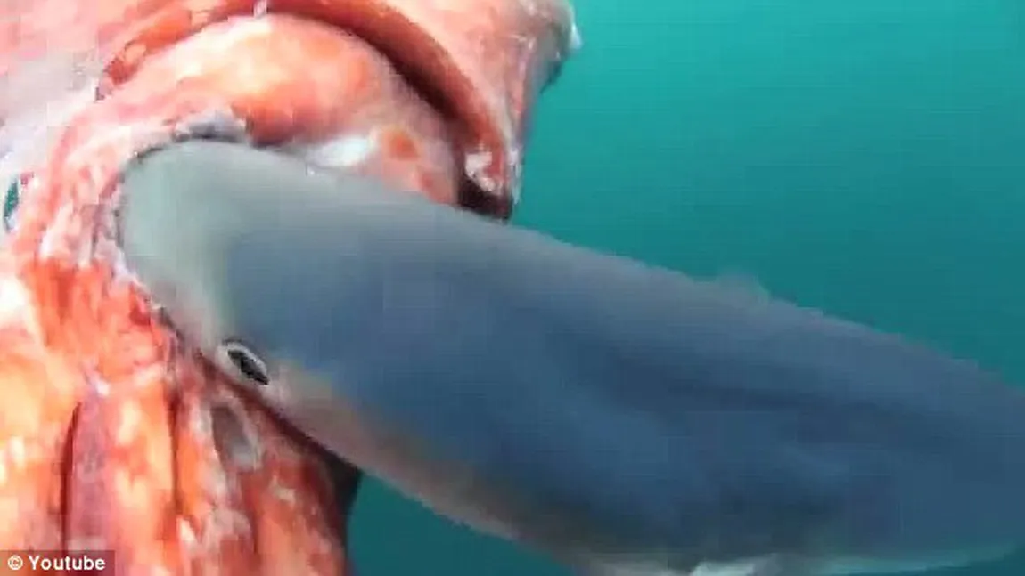 Imaginile care îţi vor da FIORI: Un rechin atacă o caracatiţă chiar lângă o barcă de pescuit VIDEO
